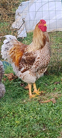 Gallo Wyandotte