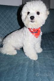 Cucciolo maschietto Bichon a Poil Frisè 