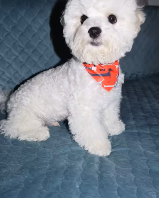 Cucciolo maschietto Bichon a Poil Frisè 