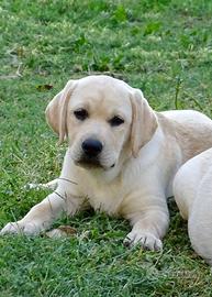 Cucciola Labrador Retriever