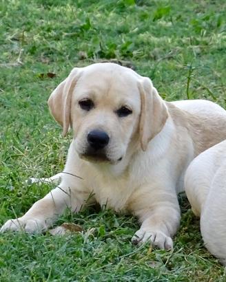 Cucciola Labrador Retriever
