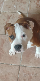 Cucciolone di Pitbull Amstaff