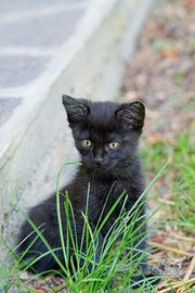 Gattina