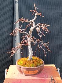 Bonsai di carpino impostato H 78 cm