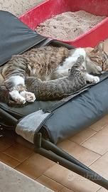 Gattino gattini