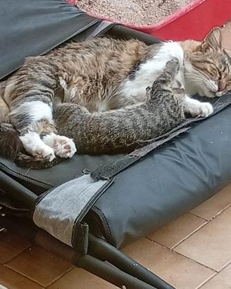 Gattino gattini