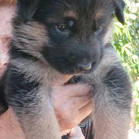 Cuccioli pastore tedesco pelo lungo e corto