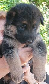 Cuccioli pastore tedesco pelo lungo e corto