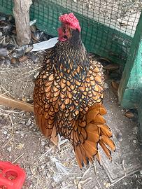 Gallo Sebright