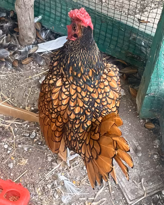 Gallo Sebright