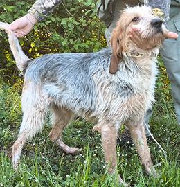 Griffon bleau