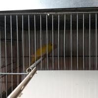 Coppie neophema elegans