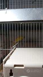 Coppie neophema elegans