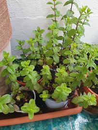 Pianta menta