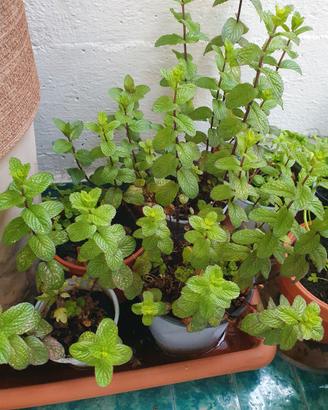 Pianta menta