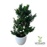 Bonsai Ginseng Shape