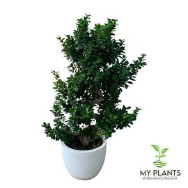 Bonsai Ginseng Shape