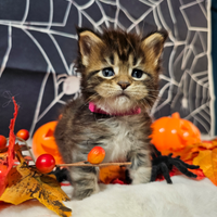 LEGGERE SOTTO Maine Coon Femmina TOP