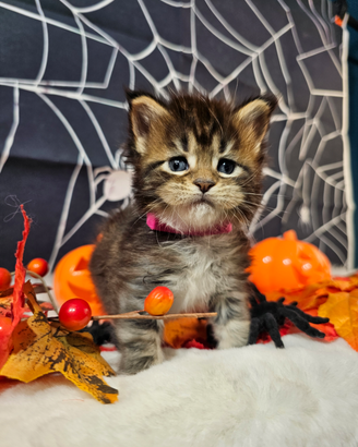 LEGGERE SOTTO Maine Coon Femmina TOP