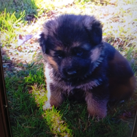 Cuccioli di pastore tedesco