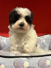 I migliori cuccioli italiani ( maltipoo)