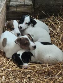 Jack russel