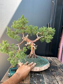 Bonsai ginepro kishu