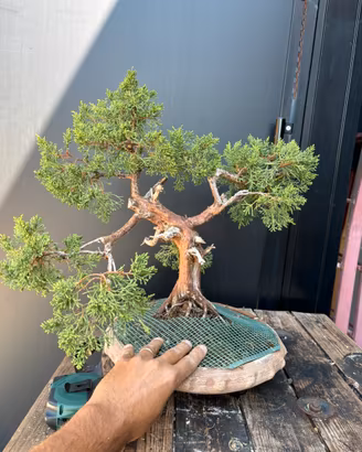 Bonsai ginepro kishu