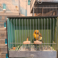 Gloster Agata femmina