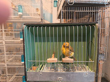 Gloster Agata femmina