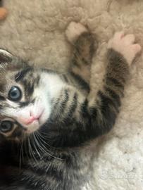 Dolcissimi gattini