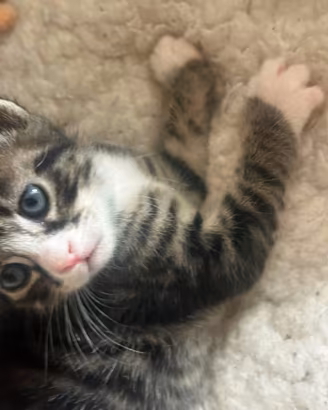 Dolcissimi gattini