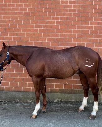Quarter horse