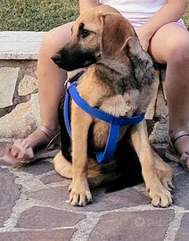 Lilly cagnolina di 4 anni meticcia