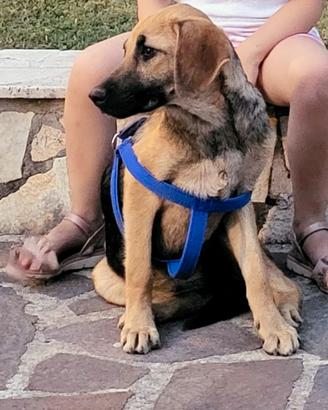 Lilly cagnolina di 4 anni meticcia