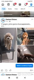 Cuccioli di barboncino Red