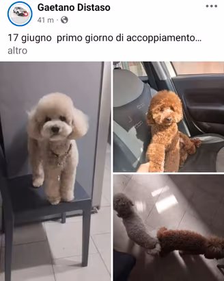 Cuccioli di barboncino Red