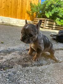 Bulldog francese merlè