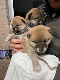 Shiba inu pedigree Enci