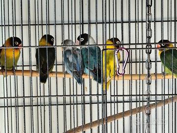 Inseparabili mascherato