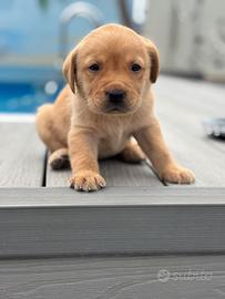 Labrador