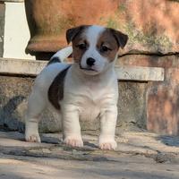 Cucciolo jack Russell