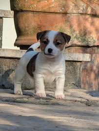 Cucciolo jack Russell