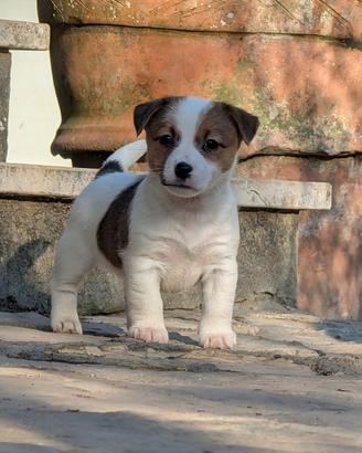 Cucciolo jack Russell
