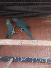 Pappagallo dal collare coppia blu