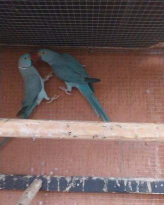 Pappagallo dal collare coppia blu