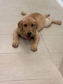 Labrador pedigree