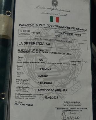 Cavallo