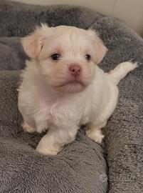 Cuccioli Bichon Maltés