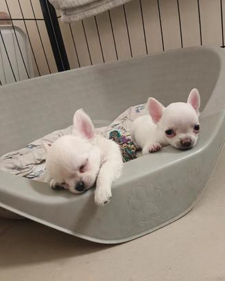 Chihuahua maschi